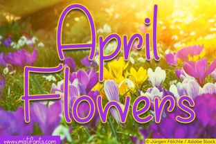 April Flowers: Creative Assets for Modern Professionals
